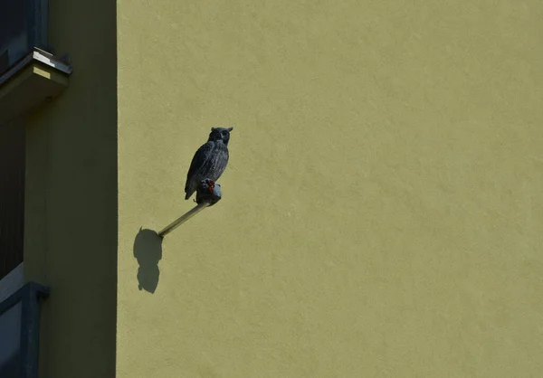 Plastik Bir Yırtıcı Baykuşun Oturduğu Teneke Gri Çatı Bir Apartmanın — Stok fotoğraf