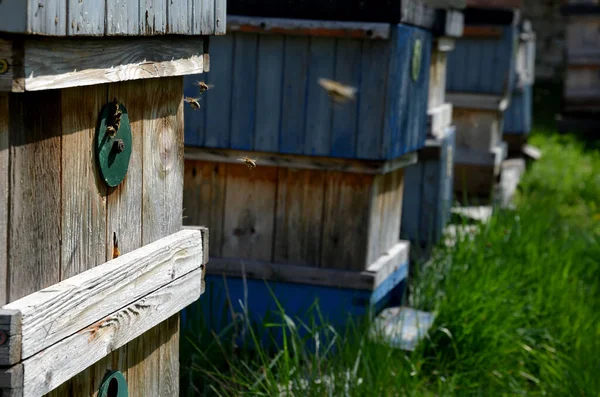 Ξύλινη Μελίσσια Λεπτομέρεια Των Ιπτάμενων Μελισσών Στην Είσοδο Μέλι — Φωτογραφία Αρχείου