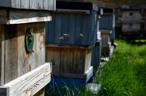 Wooden Bee Hive Detail Flying Bees Entrance Honey — ストック写真