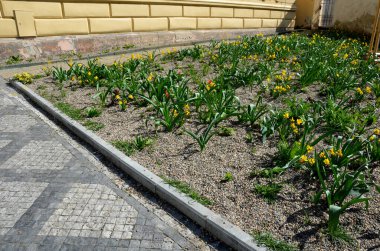 Parkta ve meydanda, botanik tarlalarında laleler ve nergisler bulunan lüks ve pahalı ampul bitkileri ve dikdörtgen çiçekli ilginç bir unutkanlık.
