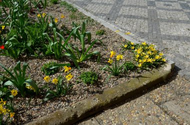 Parkta ve meydanda, botanik tarlalarında laleler ve nergisler bulunan lüks ve pahalı ampul bitkileri ve dikdörtgen çiçekli ilginç bir unutkanlık.