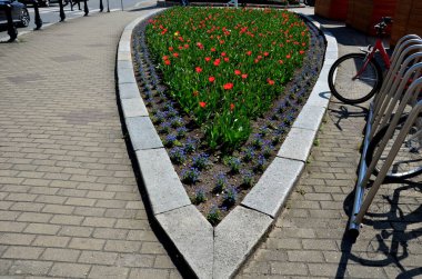 Parkta ve meydanda, botanik tarlalarında laleler ve nergisler bulunan lüks ve pahalı ampul bitkileri ve dikdörtgen çiçekli ilginç bir unutkanlık.