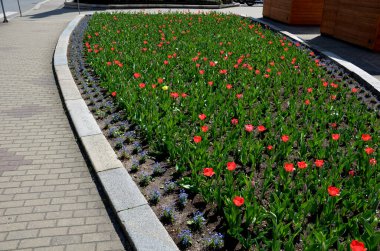 Parkta ve meydanda, botanik tarlalarında laleler ve nergisler bulunan lüks ve pahalı ampul bitkileri ve dikdörtgen çiçekli ilginç bir unutkanlık.