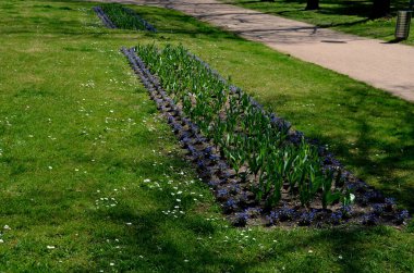 Parkta ve meydanda, botanik tarlalarında laleler ve nergisler bulunan lüks ve pahalı ampul bitkileri ve dikdörtgen çiçekli ilginç bir unutkanlık.