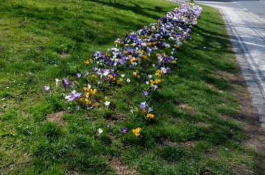 Şehirdeki şeritler arasındaki çimenli şeritte mor ampuller çiçek açar. Kalın bir halıda timsahlar. Bahçe ekili otoyol güzelliği ilkbahar güneşi altında