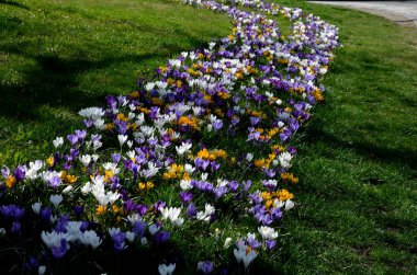 Şehirdeki şeritler arasındaki çimenli şeritte mor ampuller çiçek açar. Kalın bir halıda timsahlar. Bahçe ekili otoyol güzelliği ilkbahar güneşi altında