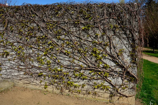 Plantas Trepadoras Con Zarcillos Pegajosos Adhieren Superficie Una Pared Ladrillo —  Fotos de Stock