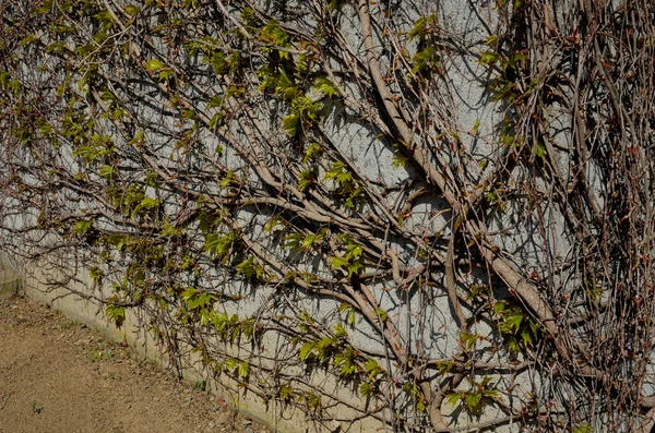 Альпинистские Растения Липкими Усиками Прилипают Поверхности Бетонной Кирпичной Стены Тротуаре — стоковое фото
