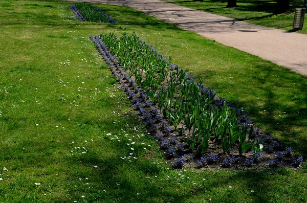 Parkta ve meydanda, botanik tarlalarında laleler ve nergisler bulunan lüks ve pahalı ampul bitkileri ve dikdörtgen çiçekli ilginç bir unutkanlık.