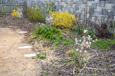 Bu parlak sarı erime güçlü dalları olan uzun, çürüyen bir çalı oluşturur. Temel filizler dikleşir, yıllık çekimler biraz kıllıdır. Kabuk Sarı yeşil yapraklar 