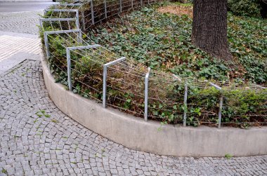 is still a low green shrub, which uses as a filler shrub on slopes, under trees, to fences as well as ground cover wood. It comes from China and in our country it is a bit more resistant to frost