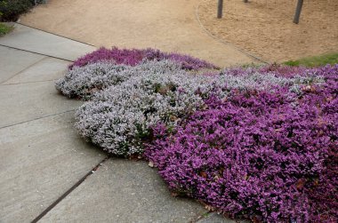 Parkla zigzag çizen beton kaldırımın yanında fundalık olan bir yamaç bahçesi. Yoğun kümeler halinde duruyor. Arka plandaki çalılıklarda sarı çiçekler açıyor.