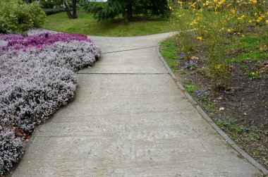 Parkla zigzag çizen beton kaldırımın yanında fundalık olan bir yamaç bahçesi. Yoğun kümeler halinde duruyor. Arka plandaki çalılıklarda sarı çiçekler açıyor.
