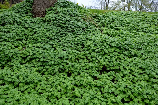 cover perennials in the old garden cover the surface of the slope against erosion. green deciduous forest under the trees in the shade. metal lattice fencing with oblique filling arrangement. The siding holds the slope by the sidewalk