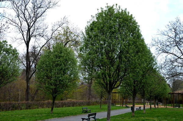 Förekommer Naturligt Varmare Platser Snarare Kalkstenssubstrat Det Ett Relativt Långlivat — Stockfoto