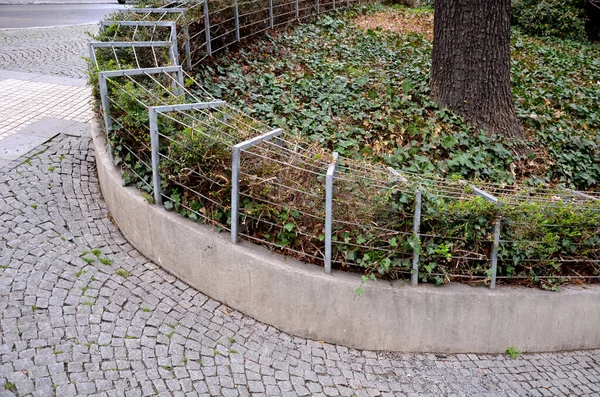 Hala alçak yeşil bir çalı, çitlerin altında, yamaçlarda, ağaçların altında ve zemin kaplayan odunlarda dolgu olarak kullanılıyor. Çin 'den geliyor ve bizim ülkemizde buza biraz daha dayanıklıdır.