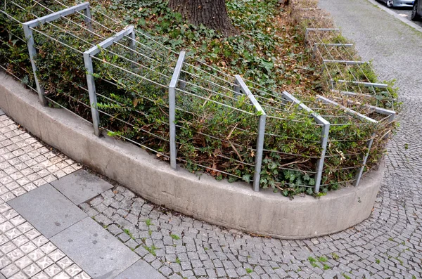 Hala alçak yeşil bir çalı, çitlerin altında, yamaçlarda, ağaçların altında ve zemin kaplayan odunlarda dolgu olarak kullanılıyor. Çin 'den geliyor ve bizim ülkemizde buza biraz daha dayanıklıdır.