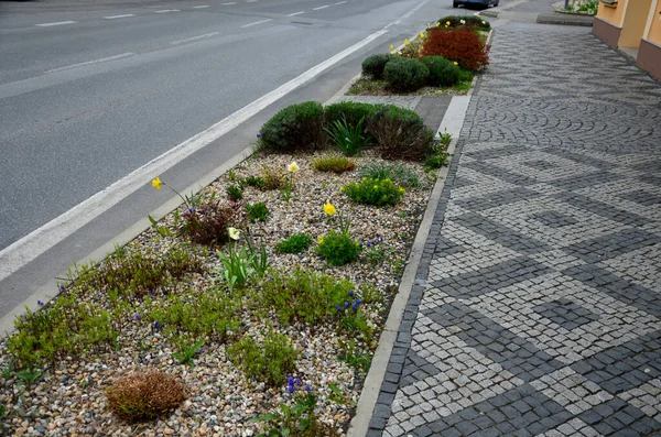 Flower Beds Street Cobbled Sidewalks Stone Cobblestone Mosaic Spring Bulbs — стоковое фото