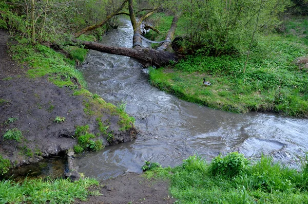 Затоплений Потік Вузьке Русло Вода Швидко Стікає Вигини Потрібно Викласти — стокове фото