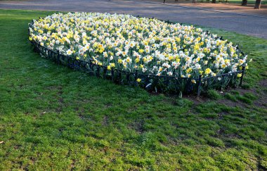 Yıllık ve ampullerle süslü, yuvarlak bir çiçek tarhı. Sarı nergisler, köpeklere karşı koruyan düşük metal bir çitle çimenli bölgeye baskın çıkar. Ampul, ampul