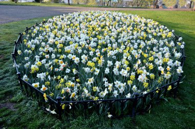 Yıllık ve ampullerle süslü, yuvarlak bir çiçek tarhı. Sarı nergisler, köpeklere karşı koruyan düşük metal bir çitle çimenli bölgeye baskın çıkar. Ampul, ampul