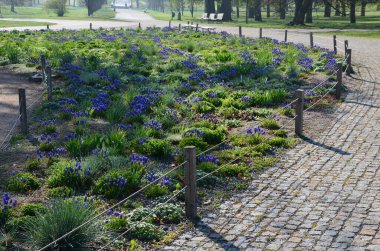 Mavi çiçek soğanlarıyla dolu bir çiçek tarlası. Çiçekli yatak çizgileri asfalt bisiklet yolu ve ağaçların altında sıraları olan bej yaya yolu. Vahşi, bakımsız çiçek yatakları, saman taşları.