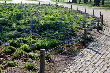 Mavi çiçek soğanlarıyla dolu bir çiçek tarlası. Çiçekli yatak çizgileri asfalt bisiklet yolu ve ağaçların altında sıraları olan bej yaya yolu. Vahşi, bakımsız çiçek yatakları, saman taşları.