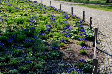 Mavi çiçek soğanlarıyla dolu bir çiçek tarlası. Çiçekli yatak çizgileri asfalt bisiklet yolu ve ağaçların altında sıraları olan bej yaya yolu. Vahşi, bakımsız çiçek yatakları, saman taşları.