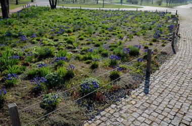 Mavi çiçek soğanlarıyla dolu bir çiçek tarlası. Çiçekli yatak çizgileri asfalt bisiklet yolu ve ağaçların altında sıraları olan bej yaya yolu. Vahşi, bakımsız çiçek yatakları, saman taşları.