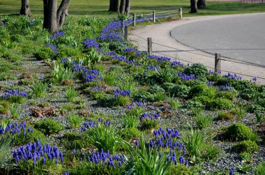flowerbed with wild flora of blue flower bulbs. the flowerbed lines asphalt cycle path and also beige pedestrian path with benches under the trees. wild low-maintenance flower beds, mulching gravel
