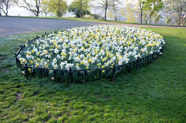 Ornamental Flowerbed Annuals Bulbs Yellow Daffodils Predominate Grassy Area Low — 스톡 사진
