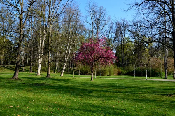 Deep Pink Flowers Hint Purple Appear April Cover Entire Tree — Fotografia de Stock