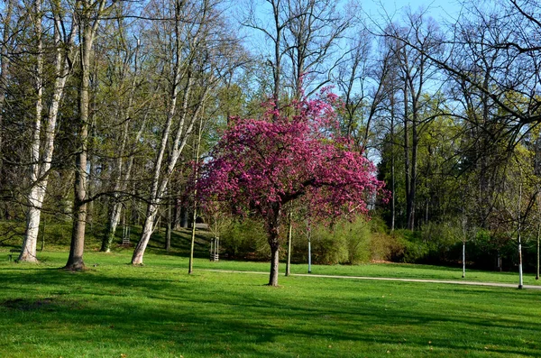 Nisan ayında mor renkli koyu pembe çiçekler belirir ve her yıl tüm ağacı kaplar. Çiçek açmadan önce yaprak tomurcukları filizlenmeye başlar. Kurumuş çiçekler düşmeden önce de koyu bir Burgun 'a düşerler.