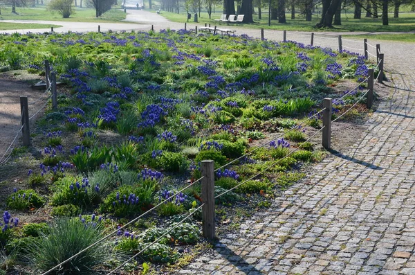 Rabatt Med Vild Flora Blå Blomsterlökar Rabatterna Linjer Asfalt Cykelväg — Stockfoto