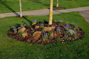 Küçük yuvarlak tepelere dikilmiş ağaçlar. Uzun ömürlü ağaç kabukları ekilir. Çiçek açan parlak renkli ampullerle çember şeklinde.