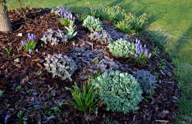 Küçük yuvarlak tepelere dikilmiş ağaçlar. Uzun ömürlü ağaç kabukları ekilir. Çiçek açan parlak renkli ampullerle çember şeklinde.