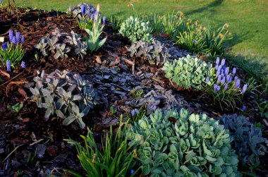 Küçük yuvarlak tepelere dikilmiş ağaçlar. Uzun ömürlü ağaç kabukları ekilir. Çiçek açan parlak renkli ampullerle çember şeklinde.
