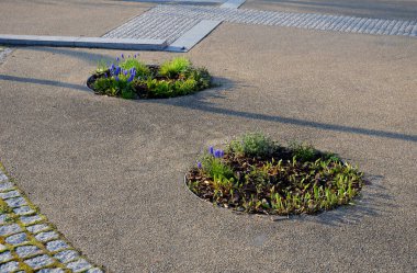 Küçük yuvarlak tepelere dikilmiş ağaçlar. Uzun ömürlü ağaç kabukları ekilir. Çiçek açan parlak renkli ampullerle çember şeklinde.