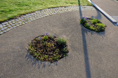 Küçük yuvarlak tepelere dikilmiş ağaçlar. Uzun ömürlü ağaç kabukları ekilir. Çiçek açan parlak renkli ampullerle çember şeklinde.