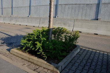 Hanımeli familyasından sonsuza dek yeşil bir çalılık. Boyu 1 metreye kadar çıkıyor. Çin 'den gelmektedir ve ayrıca Çek Cumhuriyeti' nde budanmış bir kapak olarak çiçek tarhında süs ağacı olarak yetiştirilir.