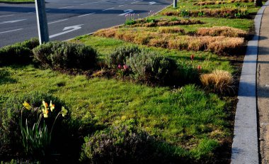 Parktaki süs çimenleri. Bazıları yeni yeşil yaprak yığınlarıyla büyümeye başlayacak. Uzun ömürlü çiçeklerde büyürler. Çimenler de dalga şeklinde. 