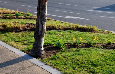 Parktaki süs çimenleri. Bazıları yeni yeşil yaprak yığınlarıyla büyümeye başlayacak. Uzun ömürlü çiçeklerde büyürler. Çimenler de dalga şeklinde. 