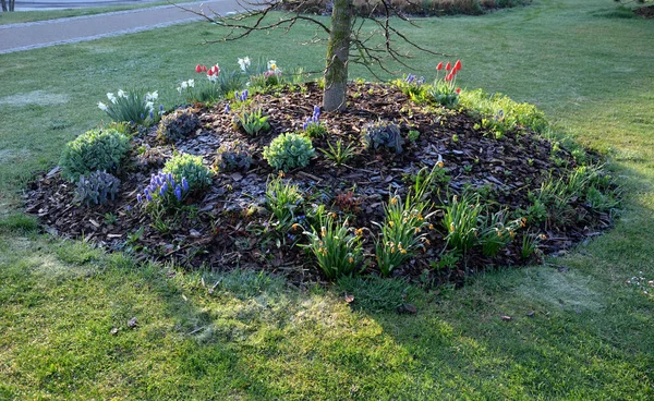 Trees Planted Small Circular Hills Planted Perennials Mulched Bark Circle — ストック写真