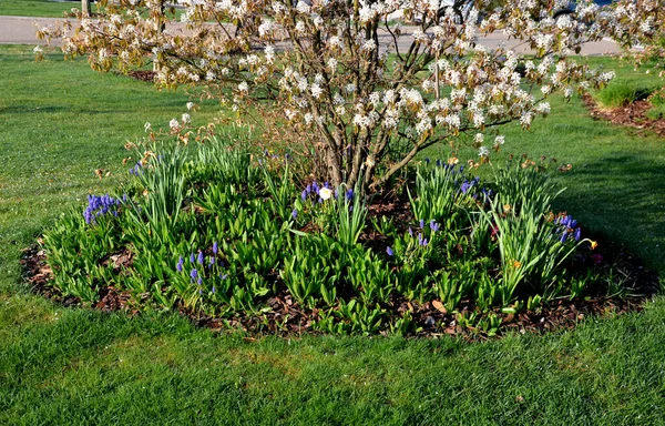 Küçük yuvarlak tepelere dikilmiş ağaçlar. Uzun ömürlü ağaç kabukları ekilir. Çiçek açan parlak renkli ampullerle çember şeklinde.
