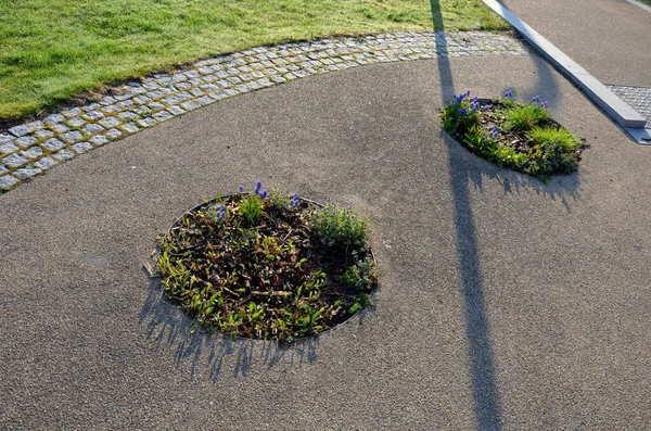 Küçük yuvarlak tepelere dikilmiş ağaçlar. Uzun ömürlü ağaç kabukları ekilir. Çiçek açan parlak renkli ampullerle çember şeklinde.