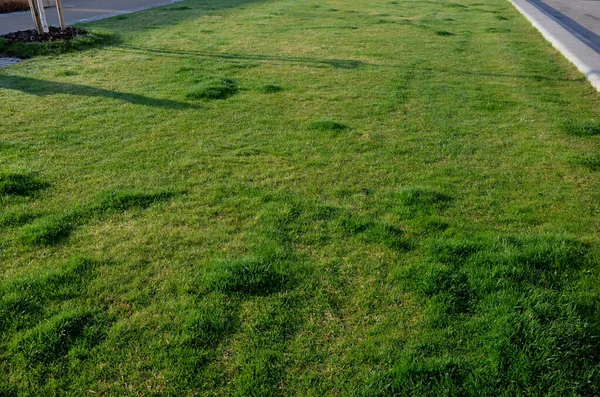 İşeyen köpekler tarafından hasar görmüş bir çimenliğin ayrıntıları. Daha belirgin yeşil noktalar azot maddeleri bakımından zengin idrardan kaynaklanır. Köpeğin ihtiyacını karşıladığı yerde dölleniyorlar.