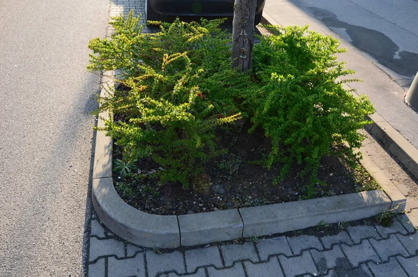 Hanımeli familyasından sonsuza dek yeşil bir çalılık. Boyu 1 metreye kadar çıkıyor. Çin 'den gelmektedir ve ayrıca Çek Cumhuriyeti' nde budanmış bir kapak olarak çiçek tarhında süs ağacı olarak yetiştirilir.