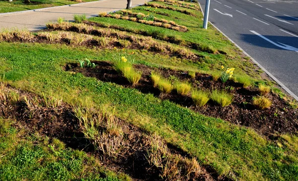Parktaki süs çimenleri. Bazıları yeni yeşil yaprak yığınlarıyla büyümeye başlayacak. Uzun ömürlü çiçeklerde büyürler. Çimenler de dalga şeklinde. 