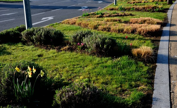 Parktaki süs çimenleri. Bazıları yeni yeşil yaprak yığınlarıyla büyümeye başlayacak. Uzun ömürlü çiçeklerde büyürler. Çimenler de dalga şeklinde. 