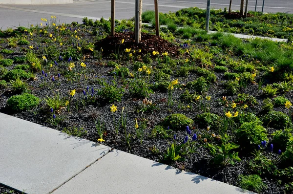 Park yerindeki çiçek tarlasının orada. Süslü otlarla süslenmiş bir patika şeklinde. Araçlar park ederken beton durur. Tekerlek betonun üzerinde duruyor ve onu durduruyor.